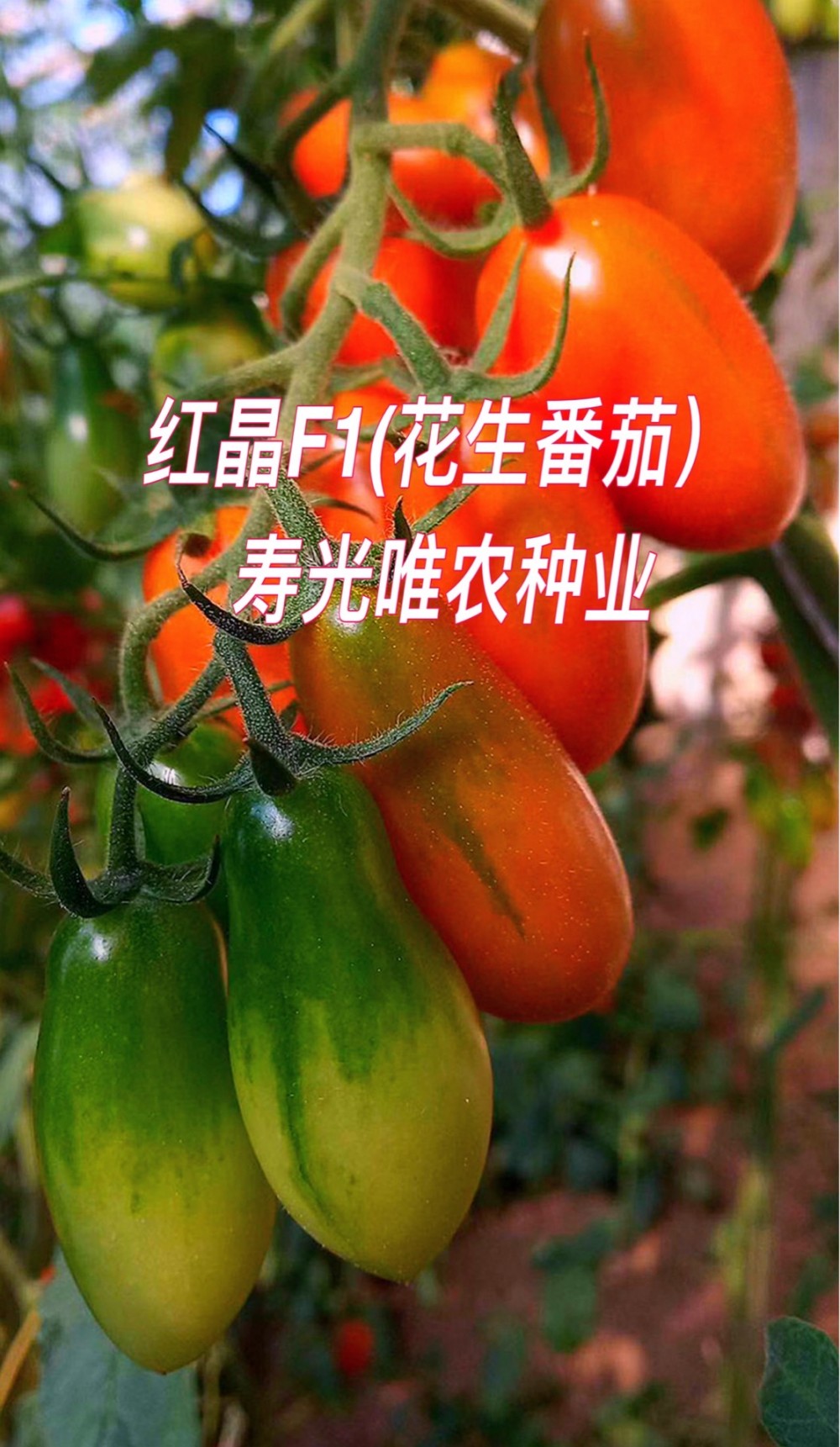 采摘园电商专用寿光蔬菜种子台湾凤珠番茄409樱桃番茄番茄种子 西红柿种子 红色花生番茄种子