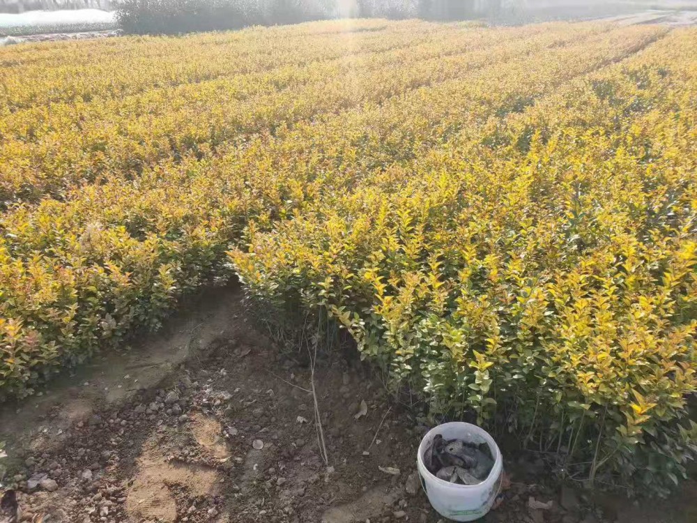 金叶女贞价格 金叶女贞小苗绿篱山东金叶女贞 金叶女贞基地