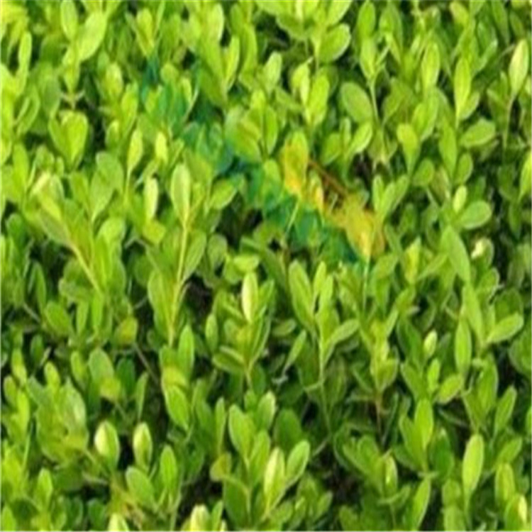 点击全江  常绿小叶黄杨  种植基地 常年供应小叶黄杨