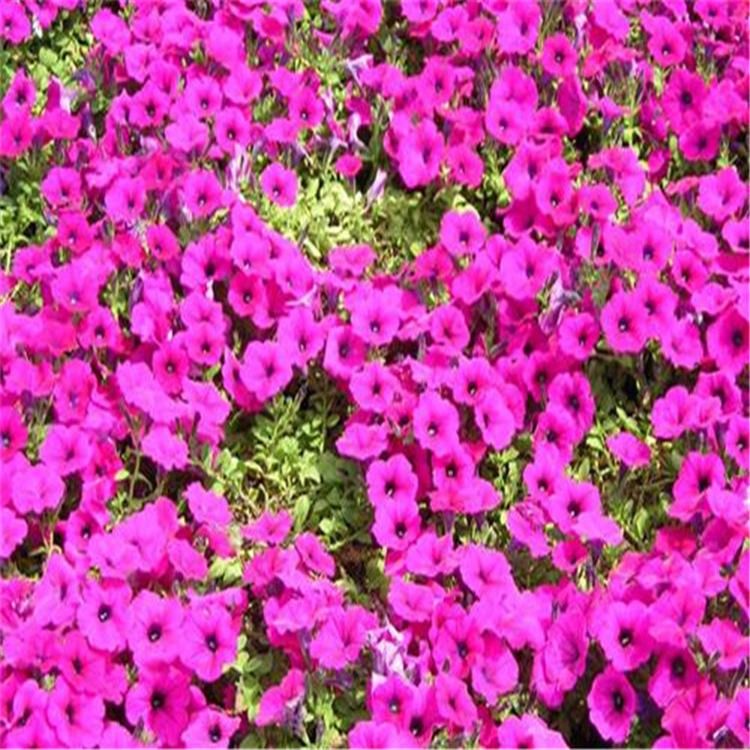 矮牵牛花基地  颜色鲜艳矮牵牛花种苗  价格优惠  咨询华彬