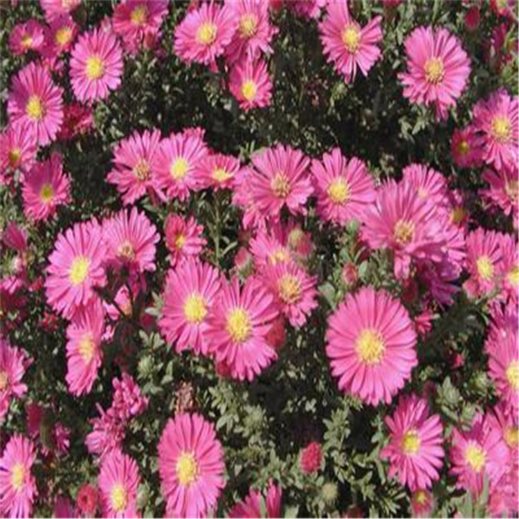 关注  山东青州大量供应草花地被菊 全江绿化园林工程