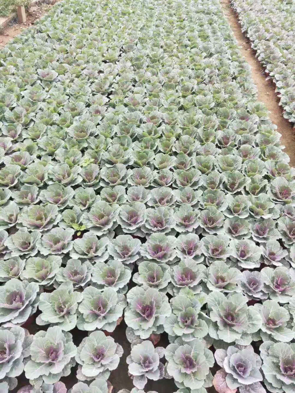 青州羽衣甘蓝种植基地 雪萝花卉批发 羽衣甘蓝价格 青州羽衣甘蓝