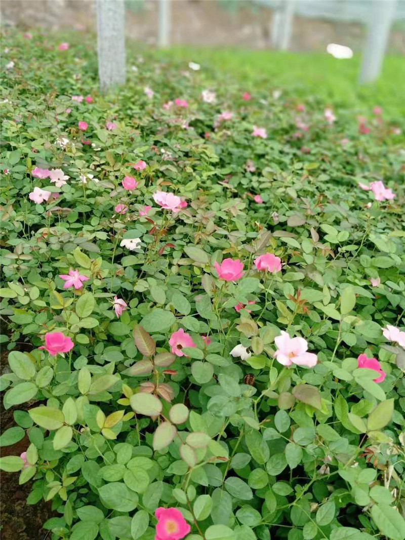 丰花月季价格 丰花月季雪萝花卉批发 丰花月季种植基地