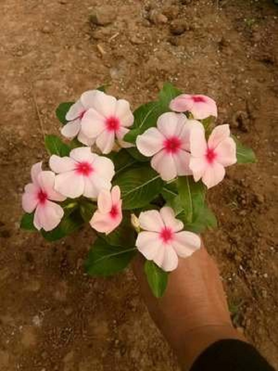 天天开 长春花 青州草花基地 长春花供应商