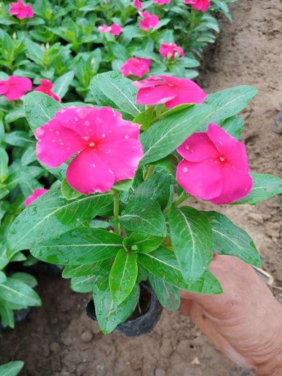 天天开 天天开种植基地 天天开批发价格 潍坊天天开