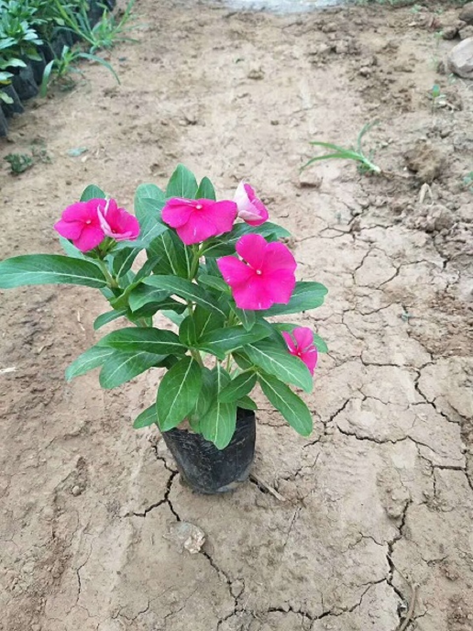 供应青州草花青州花卉时花一二年生花卉长春花天天开
