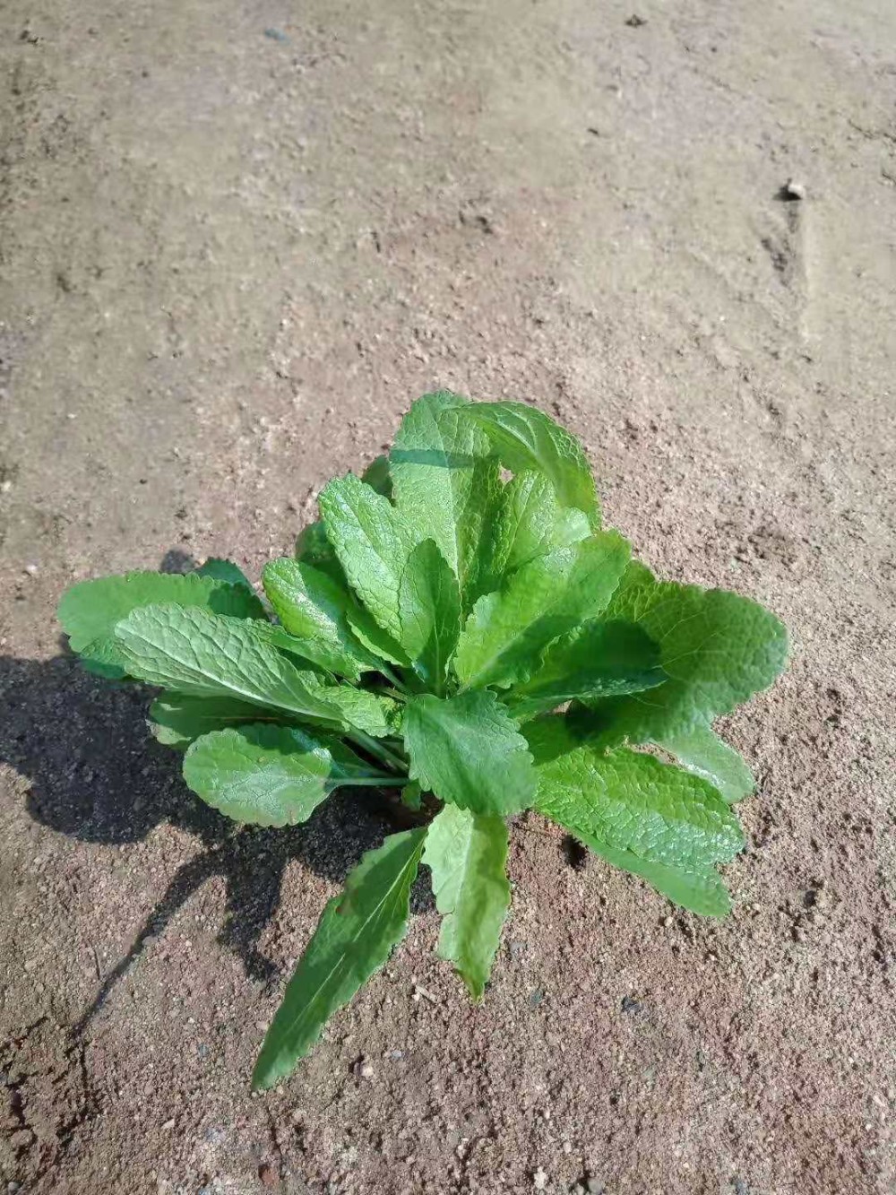 地被鼠尾草价格蓝花鼠尾草批发基地青州雪萝花卉批发价格