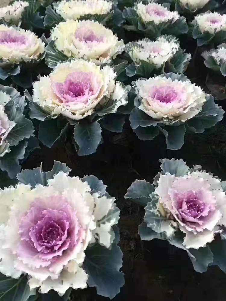 衣甘蓝批发基地羽衣甘蓝价格青州雪萝花卉基地批发地被草花