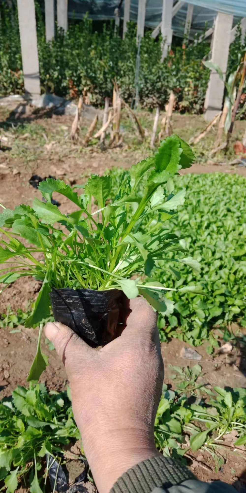 大滨菊种植基地大滨菊价格青州大滨菊批发雪落花卉基地供应地被草花