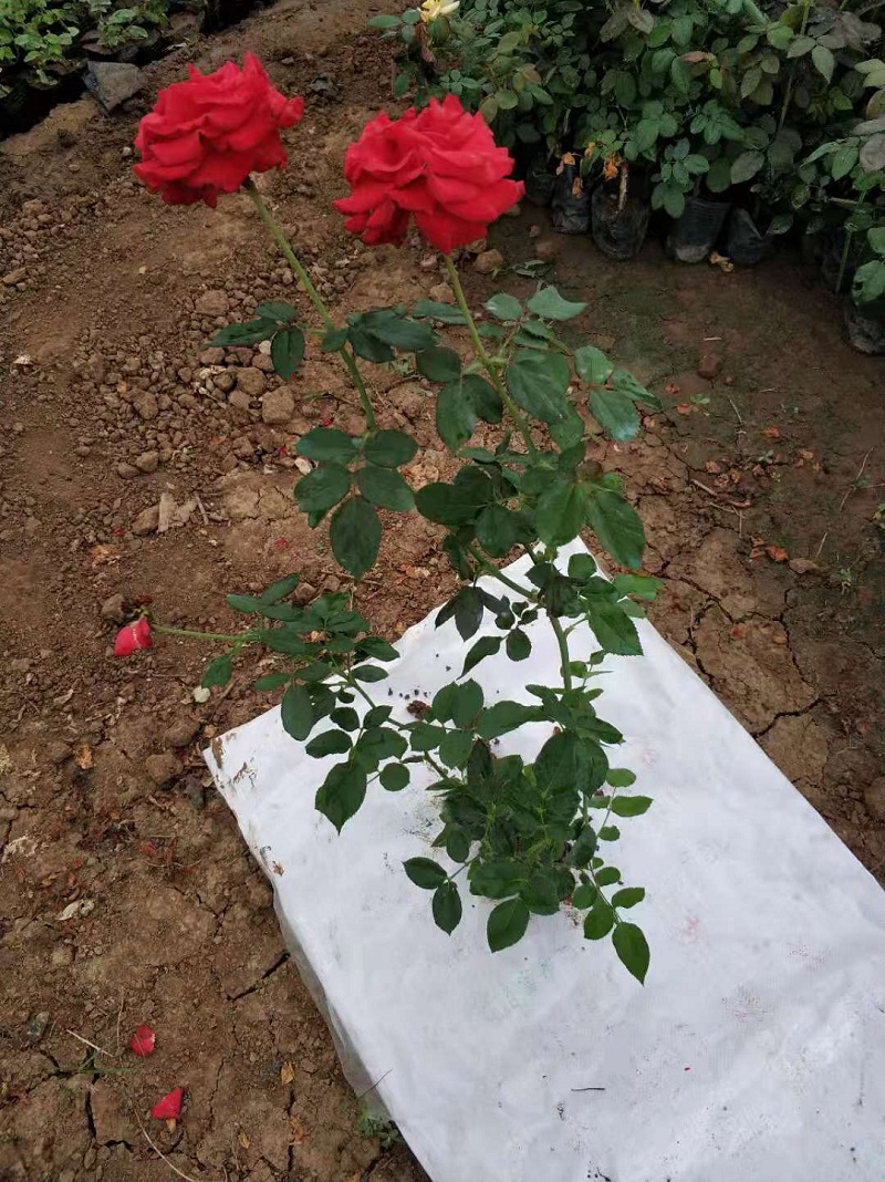 一二年生大花月季批发商  品种月季欧月价格