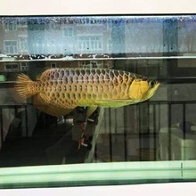 上海批发SR级米特拉过背金福质量保证