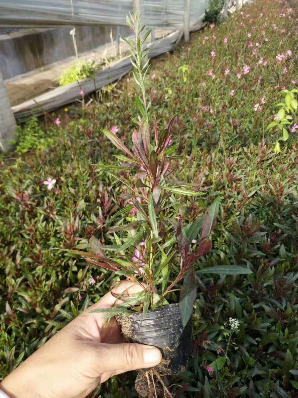 红花山桃草批发价格千鸟花价格雪萝花卉基地提供红花山桃草