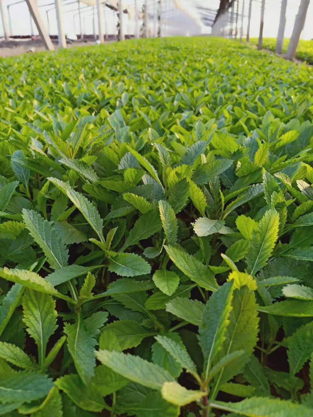 柳叶马鞭草价格柳叶马鞭草批发马鞭草草花种植基地雪萝花卉基地