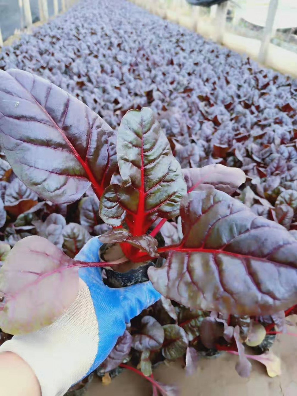 红叶甜菜价格红叶甜菜基地观赏红叶雪萝花卉基地草花批发