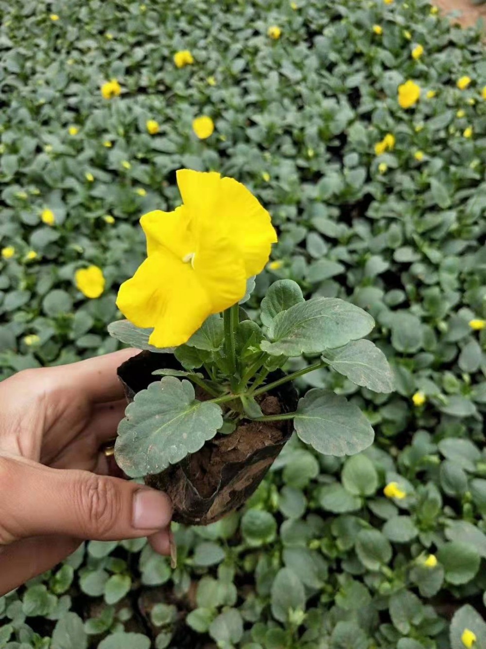三色堇基地三色堇价格  红 黄 蓝  花脸四色批发价格蝴蝶花荷兰菊