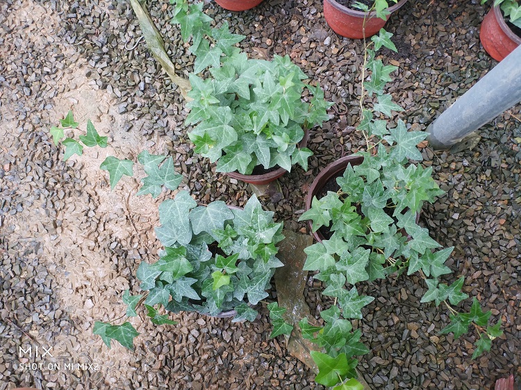 常春藤价格山东常春藤基地批发植物盆栽绿植苗木爬藤雪萝基地