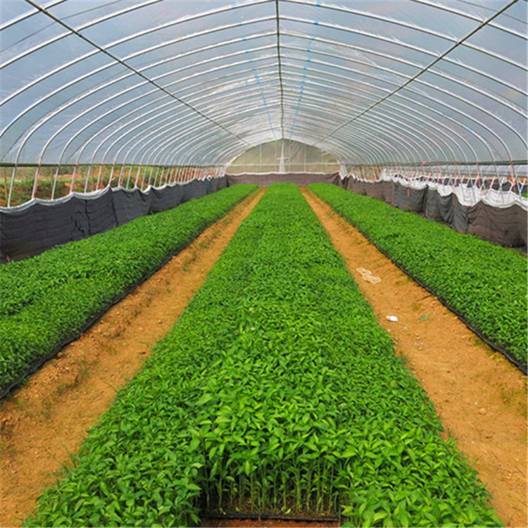 蔬菜大棚_塑料蔬菜大棚_了解蔬菜大棚建设方案优选天之蓝温室