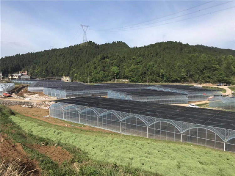 江苏薄膜连栋温室 薄膜连栋温室大棚建造 金江