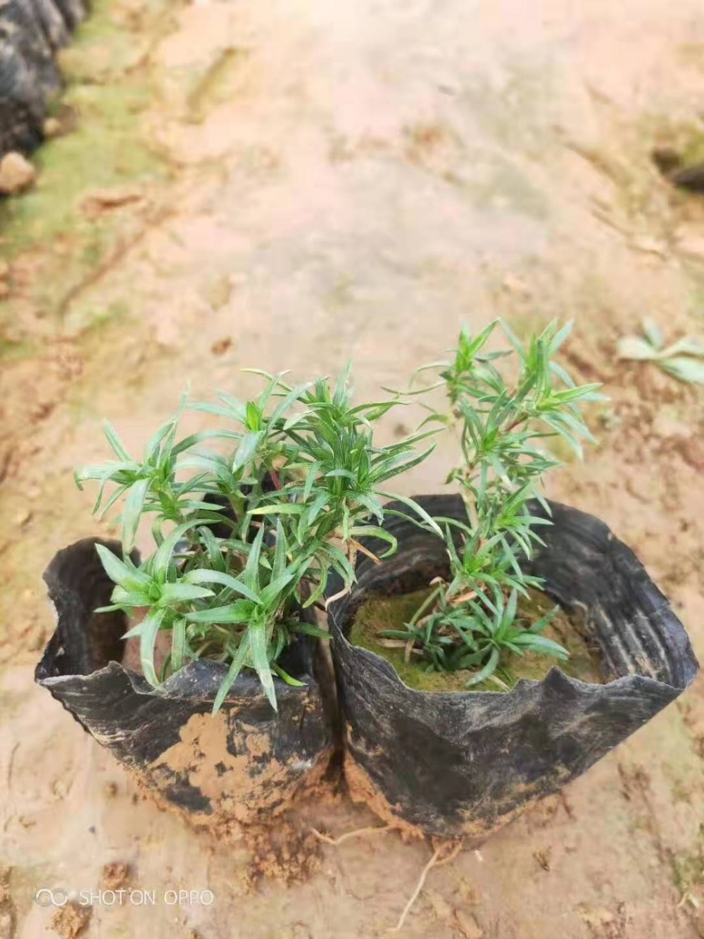 丛生福禄考基地粉红福禄考价格福禄考批发价格雪萝花卉基地