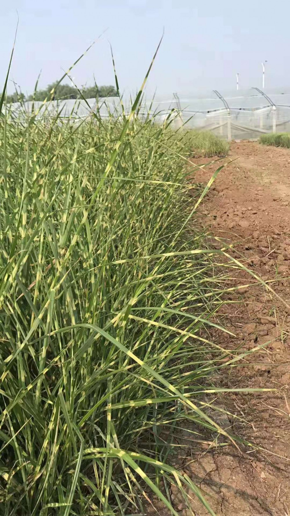 班叶芒价格班叶芒基地 斑叶芒批发 多年生草本植物 观赏草 地栽苗