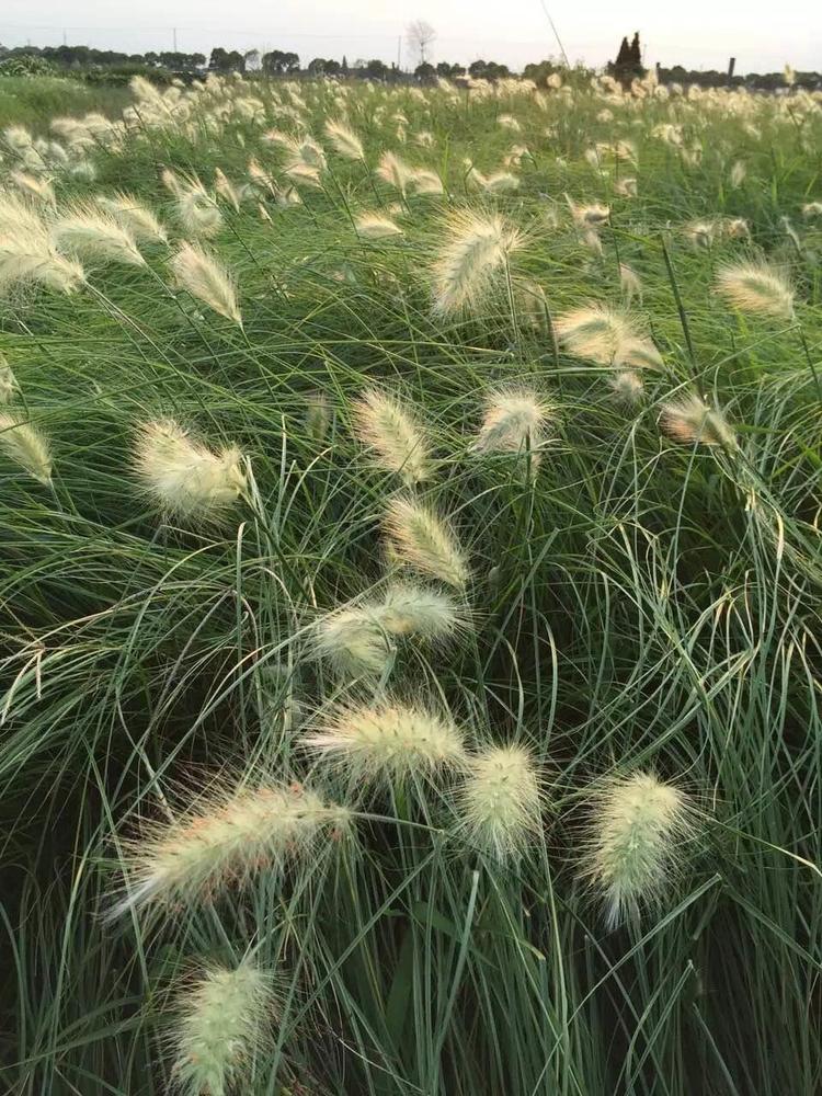 狼尾草价格狼尾草杯苗基地狼尾草地栽苗观赏草雪落花卉基地