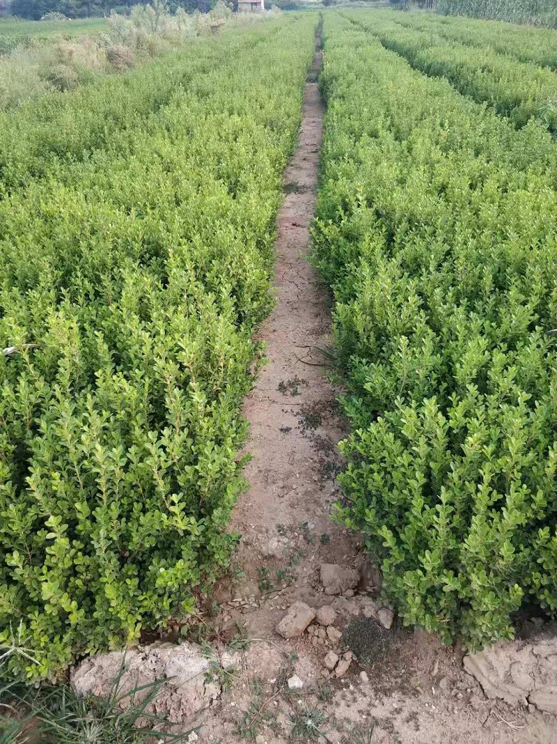 瓜子黄杨价格便宜了  豆瓣黄杨基地  锦熟黄杨基地批发
