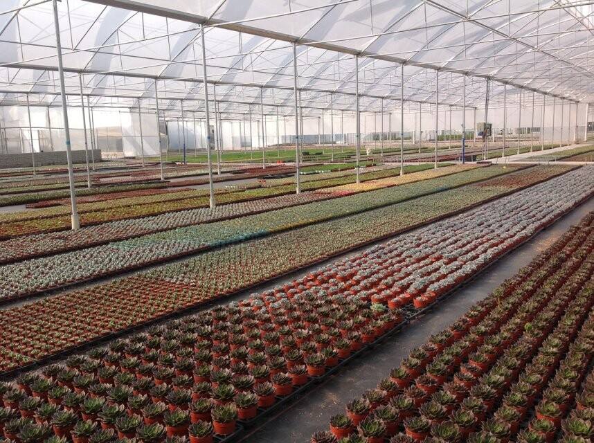 花卉温室大棚建造 山东青州花卉温室承建 多肉葡萄花卉育苗温室价格