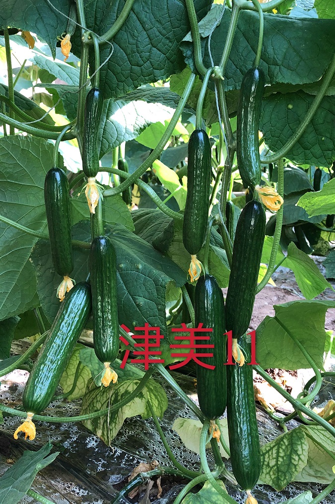 全雌小黄瓜早熟性好长势强天津黄瓜研究所津美11