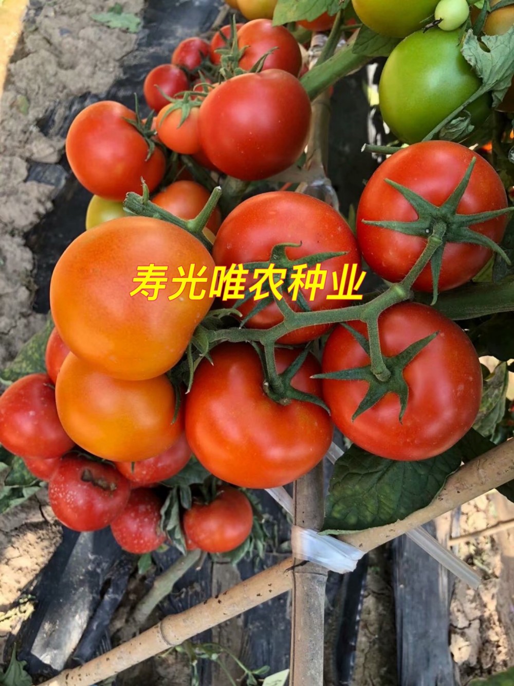以色列进口大红番茄种子 荷兰进口西红柿种子 齐达利番茄 思贝德类型西红柿 抗青枯西红柿 抗镰刀菌死棵番茄 抗褪绿病毒