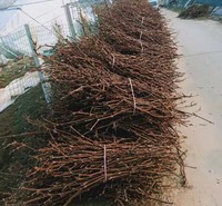 阳光玫瑰葡萄苗   亩产高效益好 包技术