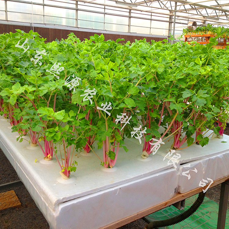浅液流水培漂浮板 无土栽培水培蔬菜种植 立体种植蔬菜 营养液水培设备