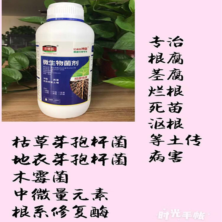 草莓红中柱根腐病怎么治根腐烂根怎么办