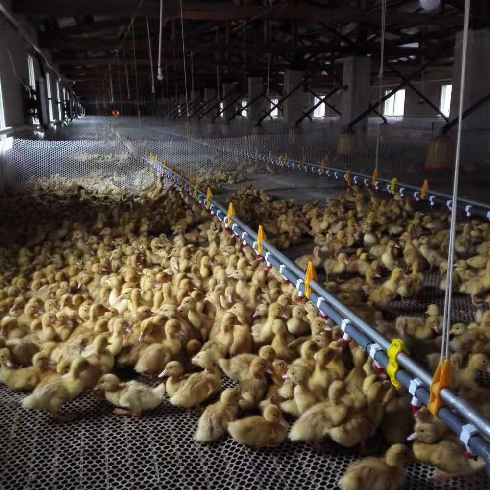 水线供应肉鸡水线养殖水线山东水线料线批发青州恒善