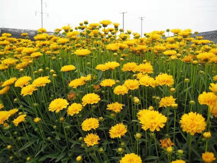 山东金鸡菊批发商  青州金鸡菊批发价格  金鸡菊基地直销