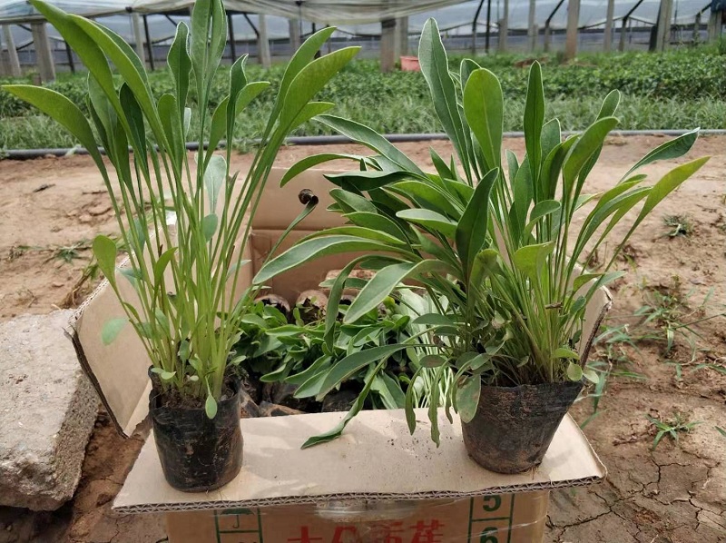 金鸡菊批发  大花金鸡菊批发商  金鸡菊基地