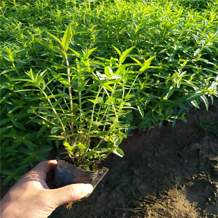 【华彬】千屈菜培育基地 千屈菜种子 种植基地