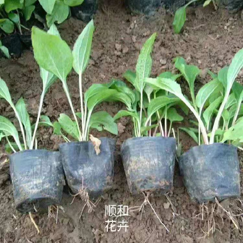 松果菊批发   松果菊种子  营养钵松果菊