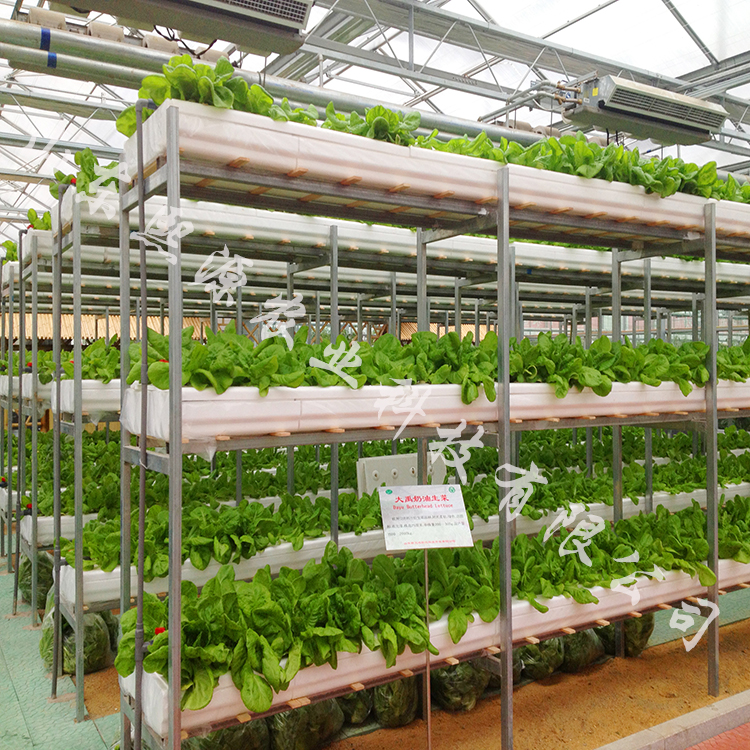 江苏蔬菜无土栽培  立体水培蔬菜种植 营养液水培蔬菜 无土栽培厂家