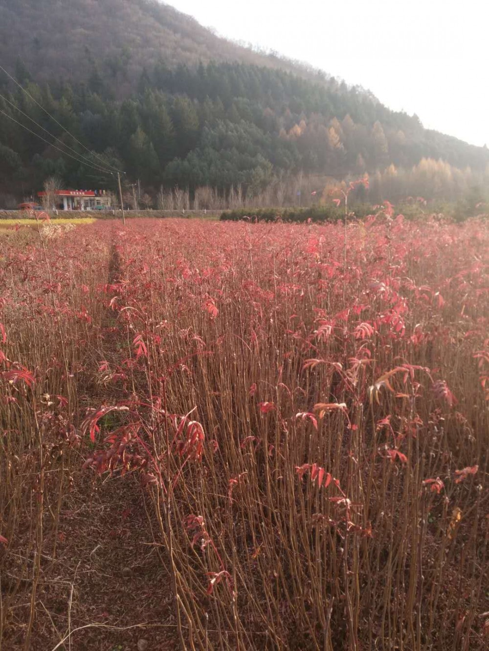 花楸苗 花楸苗价格 花楸苗木价格