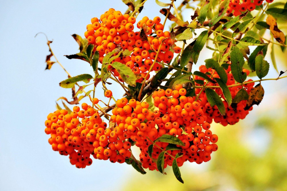 百花花楸苗 百花花楸苗价格 百花花楸苗培育基地-桓仁刘家苗圃