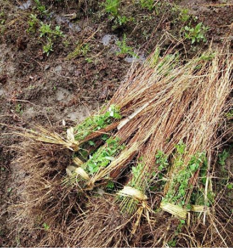 供应白桦苗 白桦小苗 白桦苗价格看这里