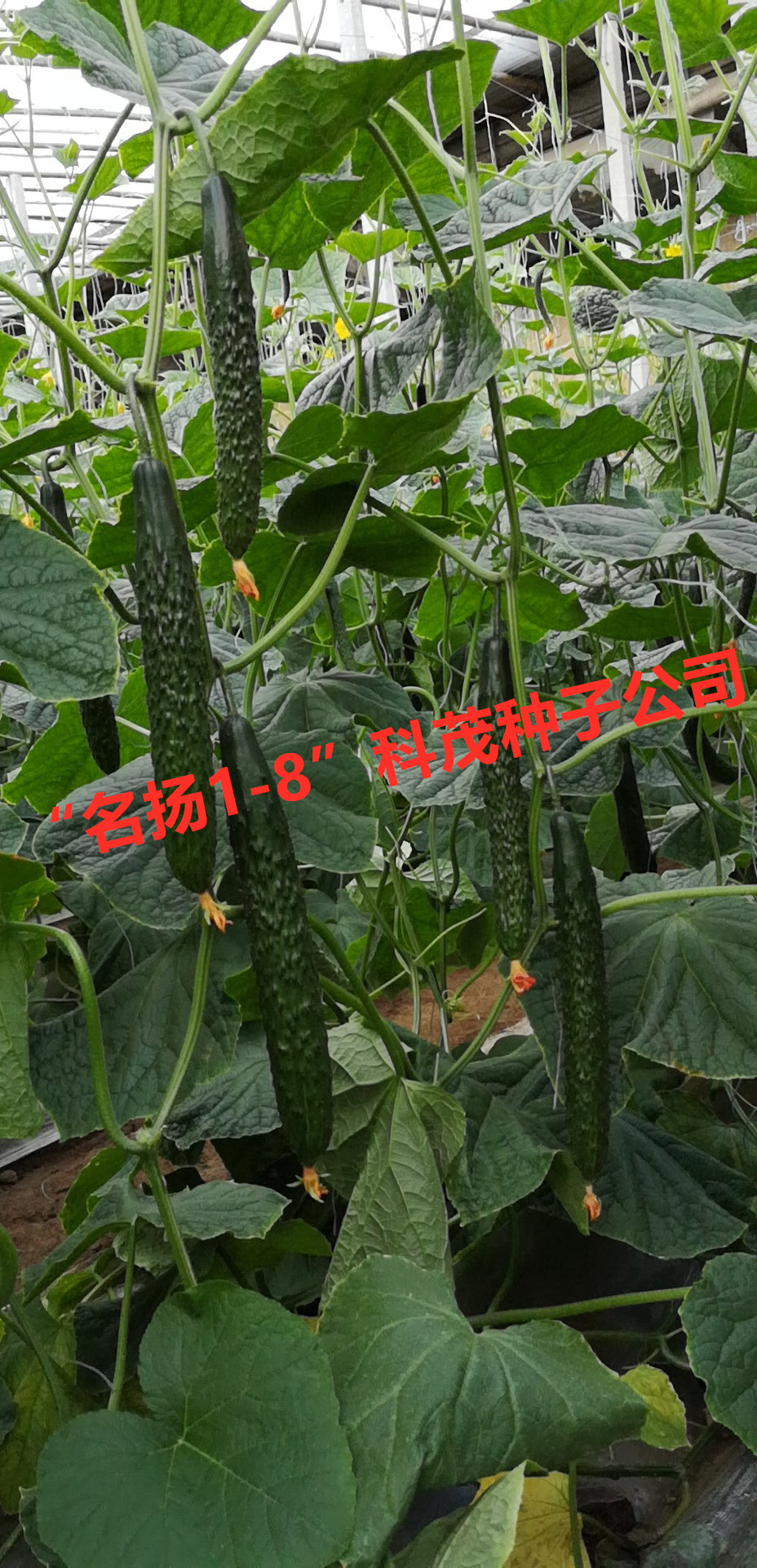 黄瓜种苗   越夏 耐热 强雌粗把密刺  嫁接黄瓜种子名扬1-8