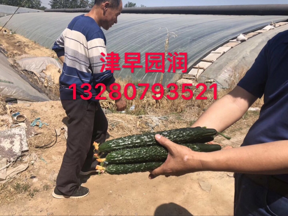 黄瓜种子早春秋延品种长势旺盛瓜色油亮抗病高产    津早园润