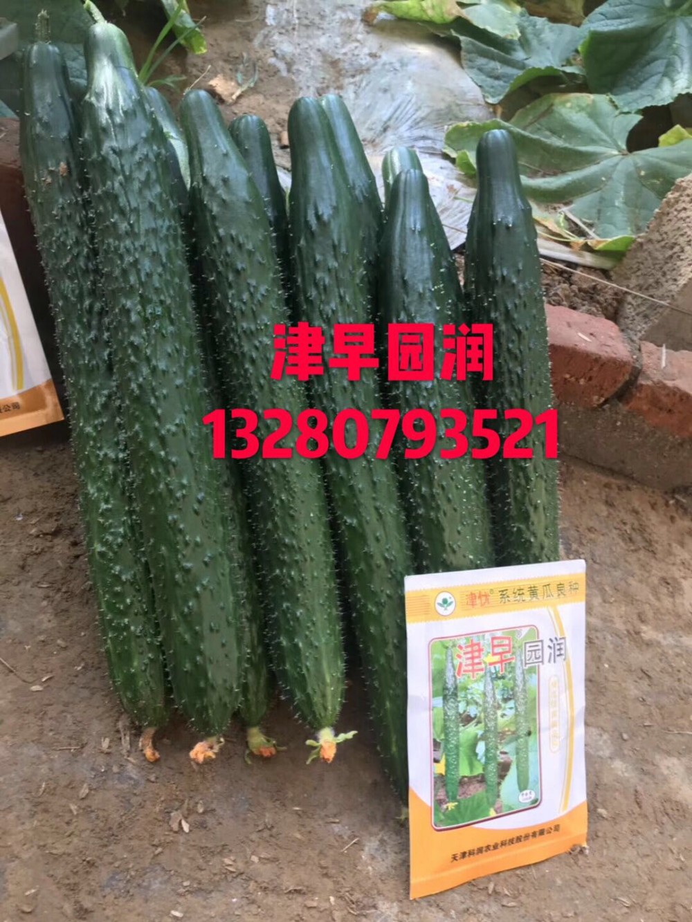 强雌嫁接黄瓜种苗      早春秋延种植品种膨瓜快色泽油亮品质佳  “津早园润”