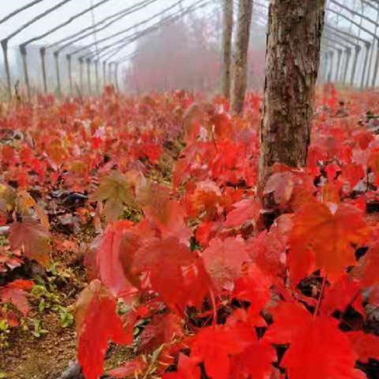 供应红枫苗 红枫苗价格 美国红枫苗培育基地-桓仁刘家苗圃