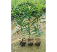 木荷小苗 造林绿化苗木 木荷 各种规格木荷树苗