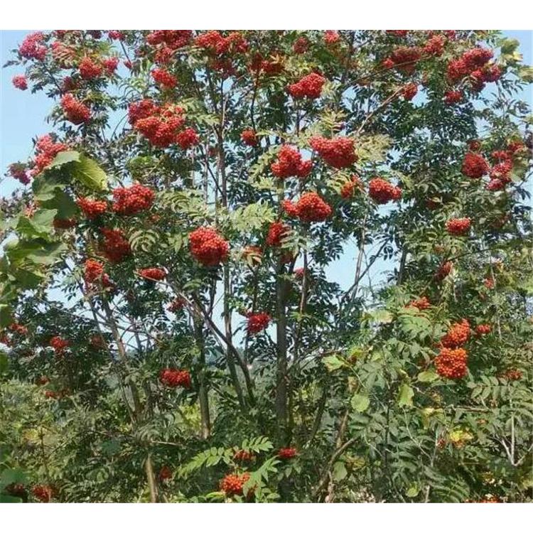 基地直销花楸苗报价 _黑果花楸苗苗木生产基地