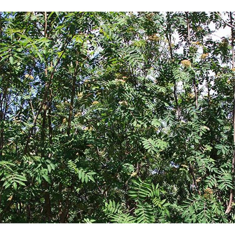 开春热卖花楸苗苗木生产基地 _花楸一年苗苗木基地价格