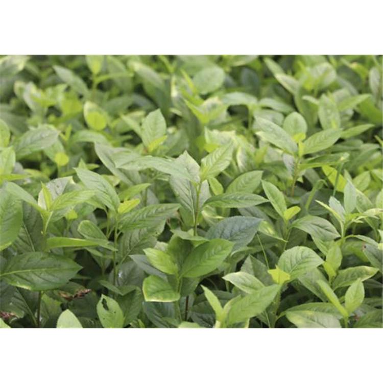 开春热卖花楸苗苗木大全 _百花花楸苗咨询