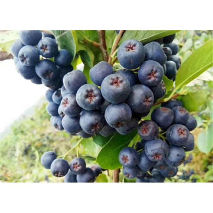 基地直销花楸苗报价 _花楸苗木种苗生产苗木基地